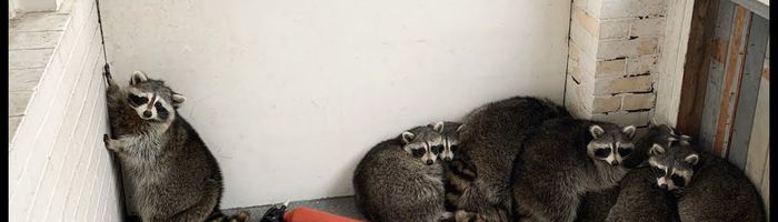 Eleven Raccoons Stuck Inside Porch