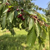 Cherry orchard