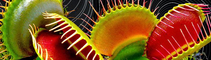 Venus Flytraps Have Magnetic Fields Like the Human Brain