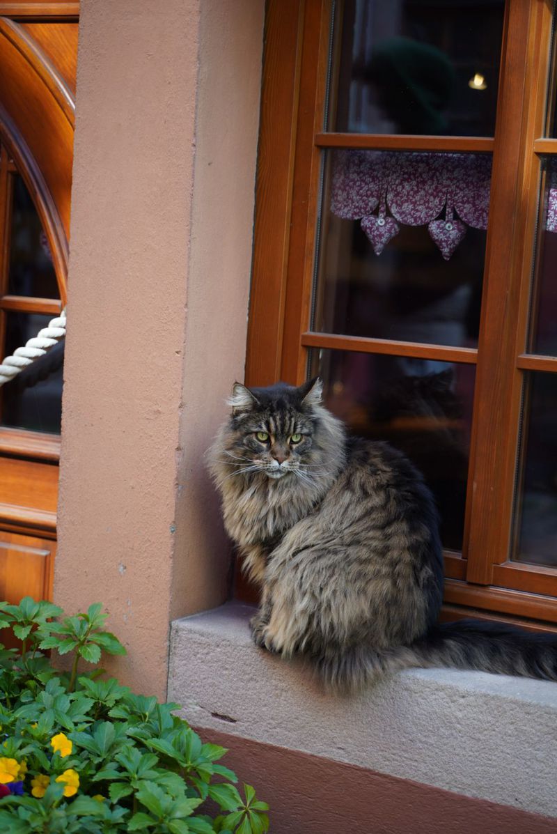 Le roi de Riquewihr