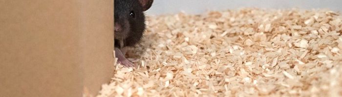 Scientists taught these adorable rats to play hide and seek
