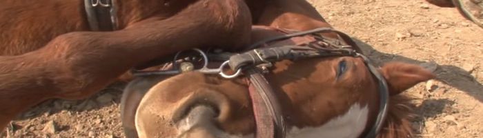 Lazy horse plays dead every time people try to ride him