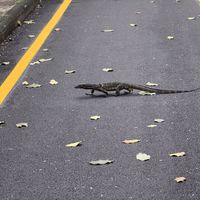 Lizard crossing