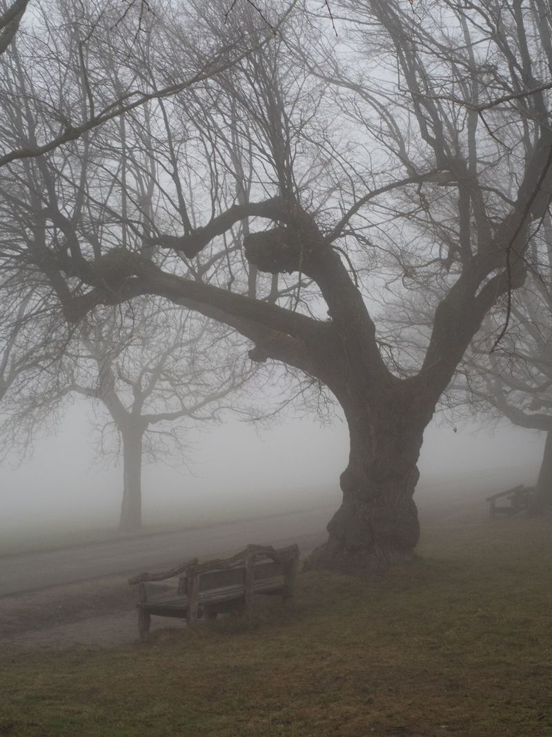 Fog