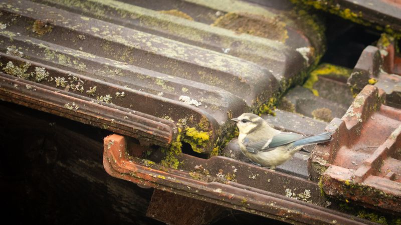 Little Tit
