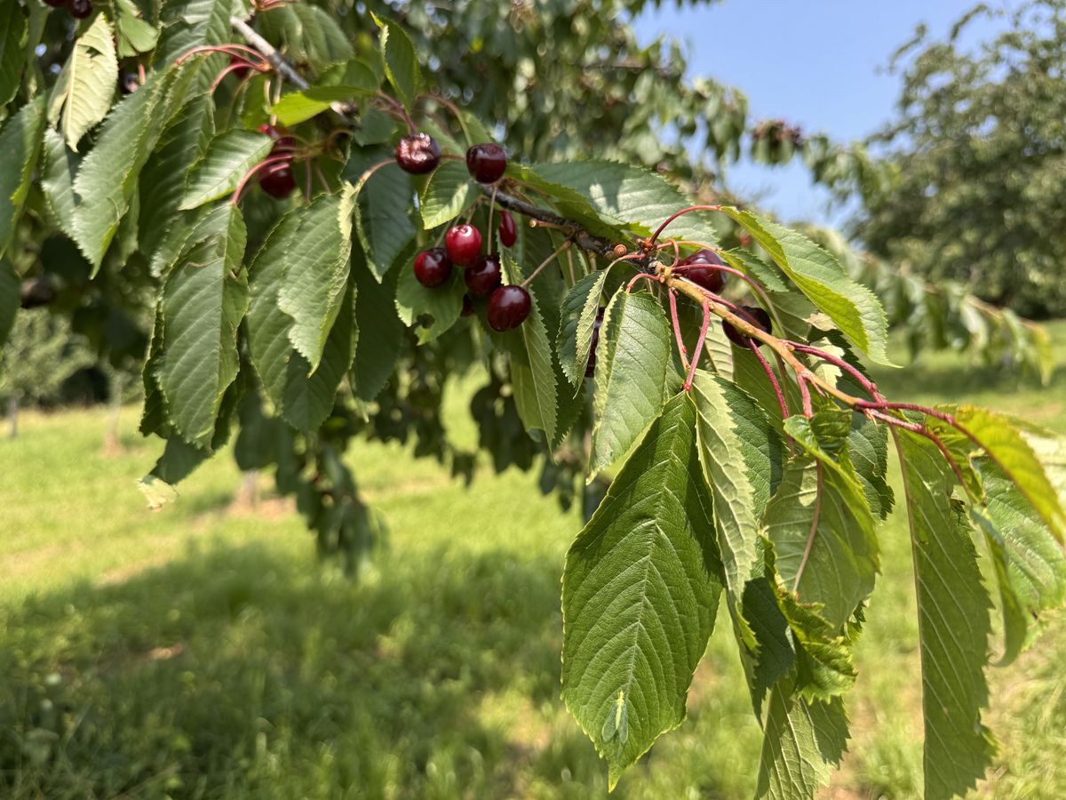 Cherry orchard
