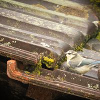 Little Tit