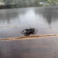 Hello little buddy