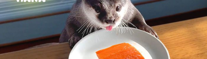 ずっと我慢してたサーモン登場に嬉しさ大爆発のカワウソ Otter Excited about Salmon Cheat Day