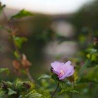 Bloom in September