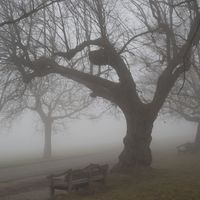 Fog