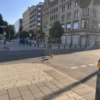 City geese