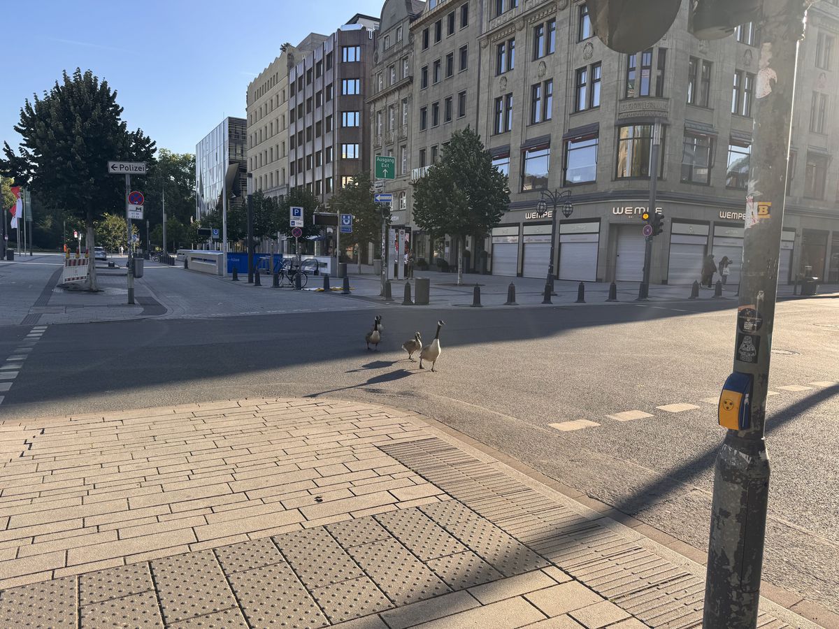 City geese