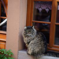 Le roi de Riquewihr