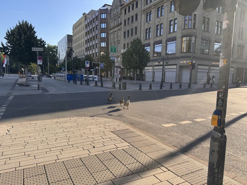 City geese