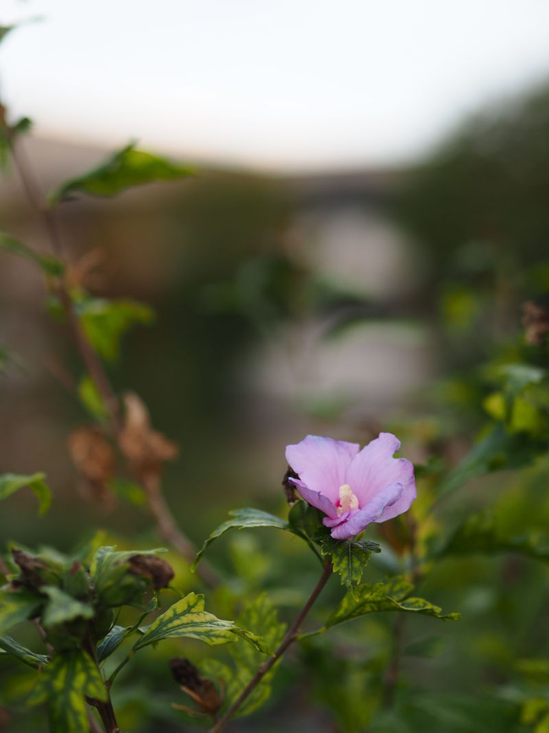 Bloom in September