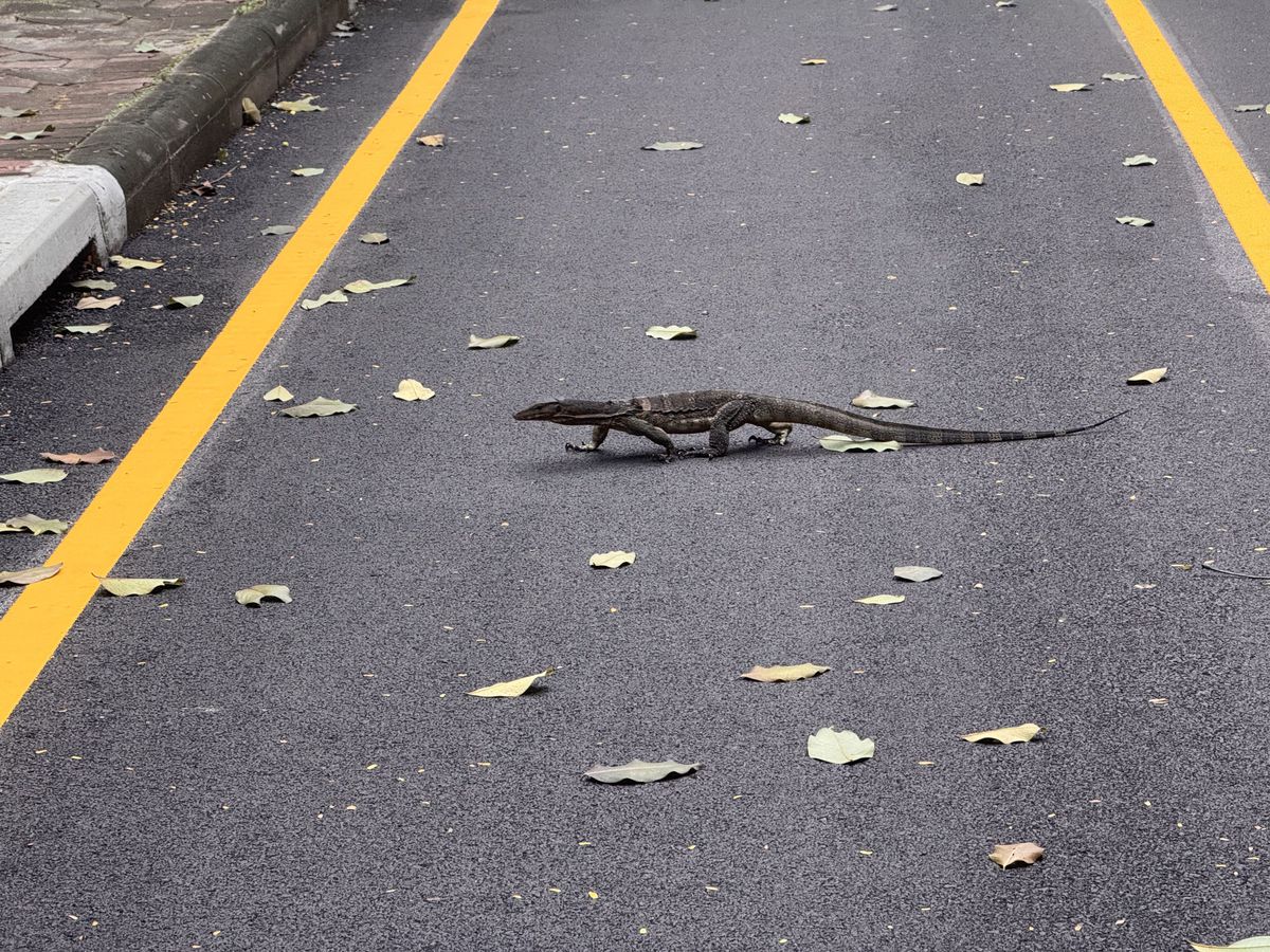 Lizard crossing